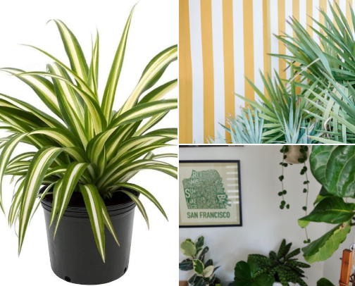 I give all my Plants names :D cover photo collage