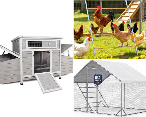 Everything You NEED Before Getting Chickens 🐔 cover photo collage