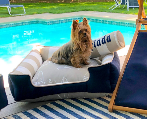 Boujee Finds for that Special Dog in Your Life; Summer Theme 🐾 🌺🖤 cover photo collage