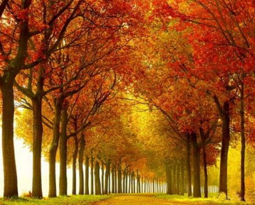 All Things Fall cover photo collage