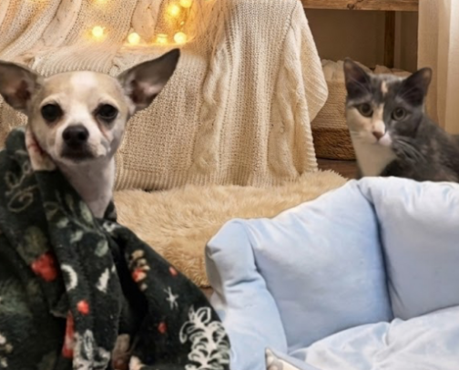 Fur-ever Friends cover photo collage
