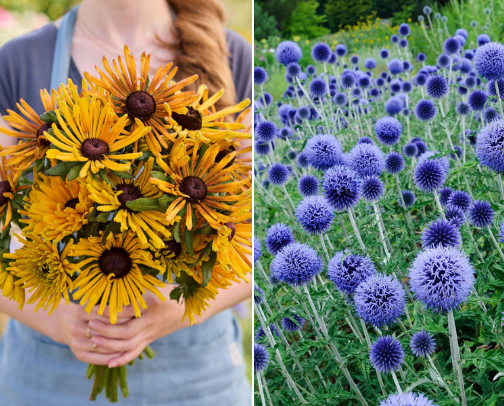 Bee B&B: Plants That Host Pollinators cover photo collage