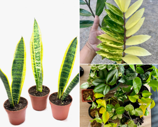 Best Plants for Small Spaces (Low-Light, Easy-Care Picks) cover photo collage