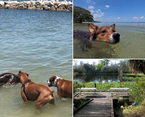 Top Dog Friendly Spots in Tampa Bay! cover photo collage