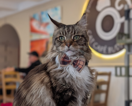 Best cats café in Europe cover photo collage