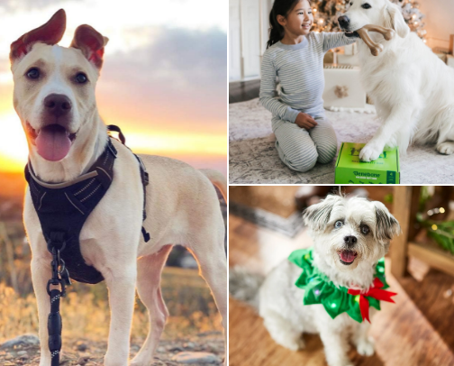What Your Pup🐶 and Paw🐱 Deserves This Winter ✨❄️ cover photo collage