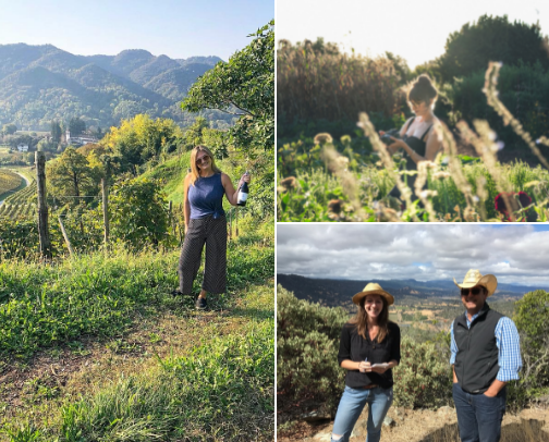 Napa favorites by Reed cover photo collage