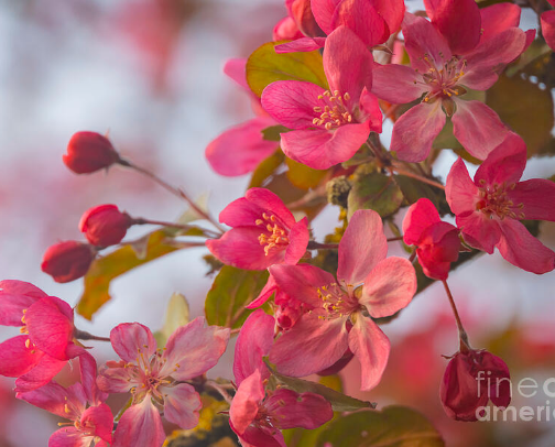 Beautiful and feminine florals ideal for tote bags cover photo collage