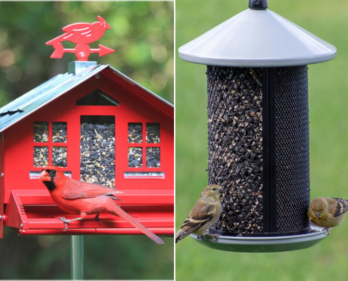 Backyard Wildlife |What All Birds Need cover photo collage