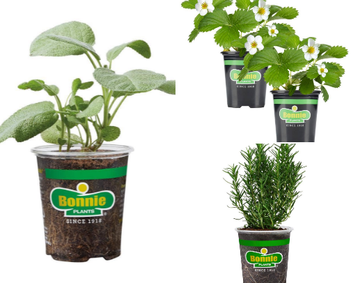 Plants cover photo collage