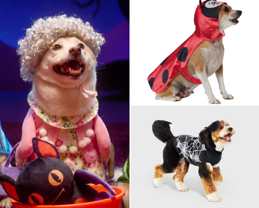 Halloween Pet Accessories cover photo collage