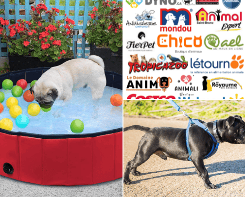 Piscine Pour Chiens 🐶 cover photo collage
