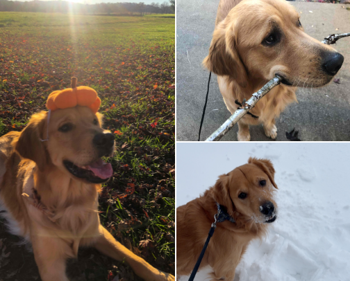 My Faves for my Golden Retriever cover photo collage