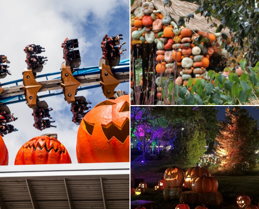 All Things Fall 🍁🤎 cover photo collage