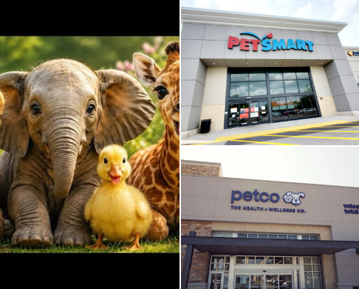 Pet stuff cover photo collage