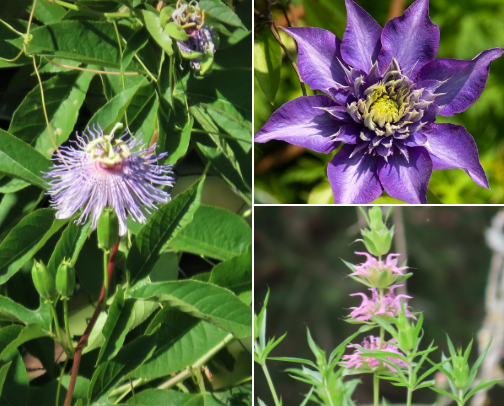 Gardening - best plants cover photo collage