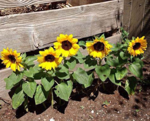 Sun flower head-turner bee-lover cover photo collage
