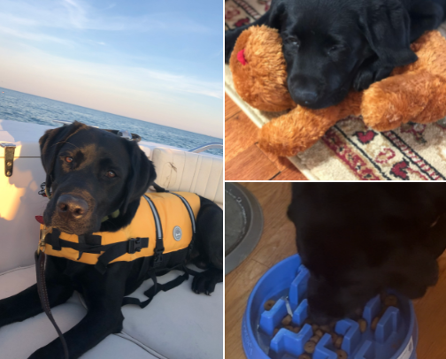 Dog must haves! cover photo collage