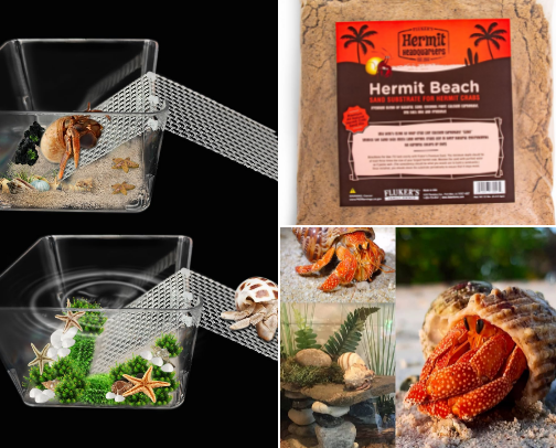 Hermit Crab Care Essentials cover photo collage