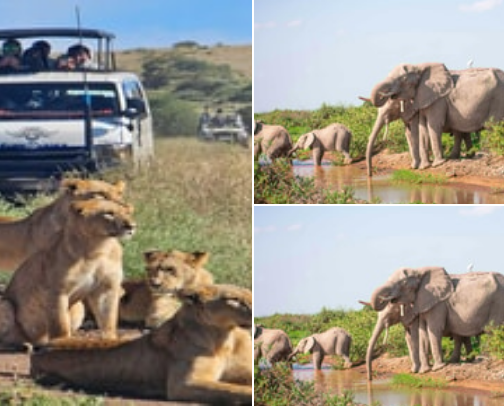 The Ultimate Kenya Safari Guide: Tours, Wildlife Excursions & Essential Gear cover photo collage