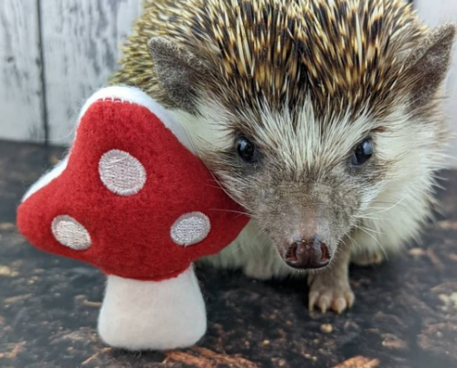 Hedgehog care cover photo collage
