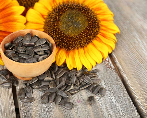 Flower Seed Sources for Idaho Growers cover photo collage