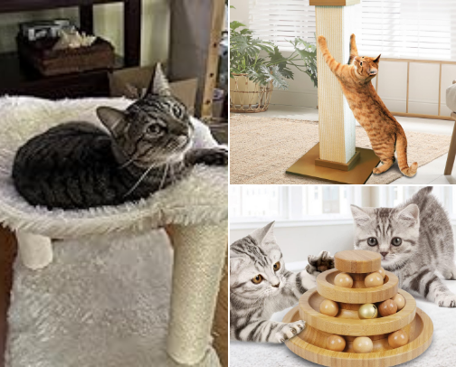 For Your Little Fur Ball cover photo collage