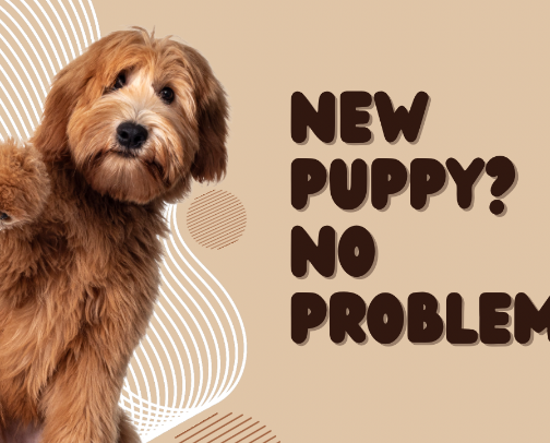 New puppy? No problem! cover photo collage