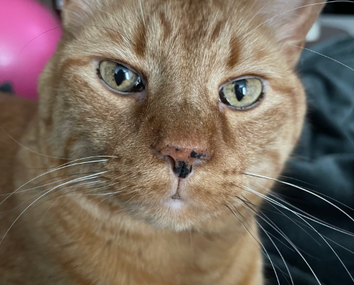 Douglas the dapper cat🐈😻🐱 cover photo collage
