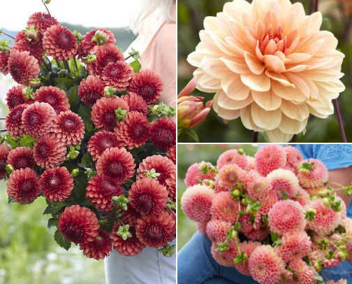 Dahlias for 2026 cover photo collage