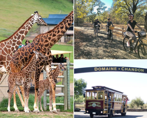 Tours with Viator cover photo collage