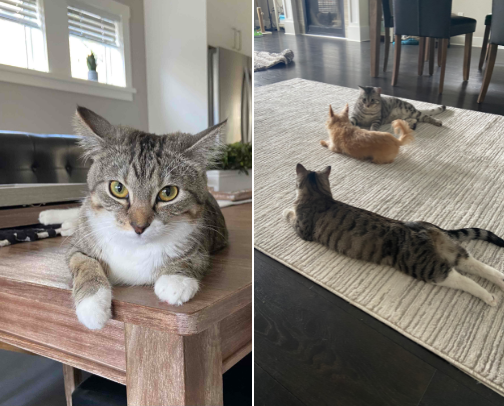 Pet favorites cover photo collage