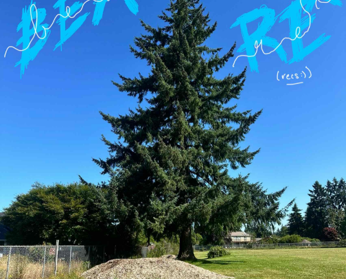 My Top Beauty Rex🦖 cover photo collage