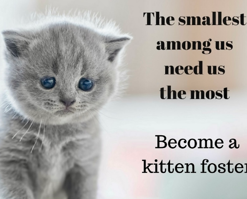 Kitten Foster Essentials cover photo collage