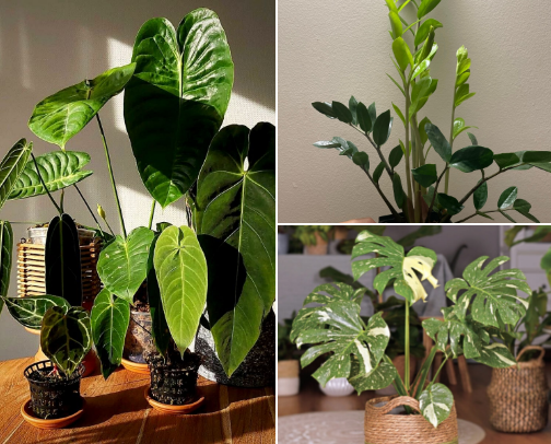 The Indoor Jungle Edit cover photo collage