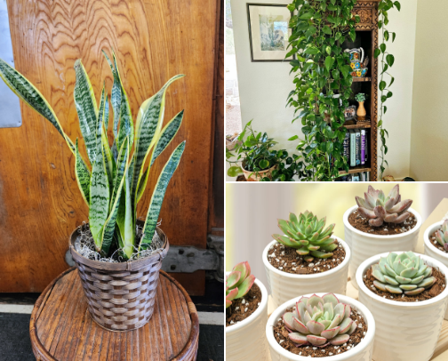 Home 🏡 and Garden ✨ cover photo collage