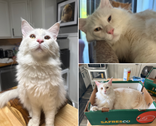 Percy’s Favorite Cat Essentials (Maine Coon Approved 🐱) cover photo collage