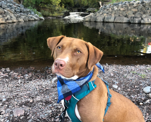 🐾 Hiking With Your Dog: Must-Have Essentials cover photo collage