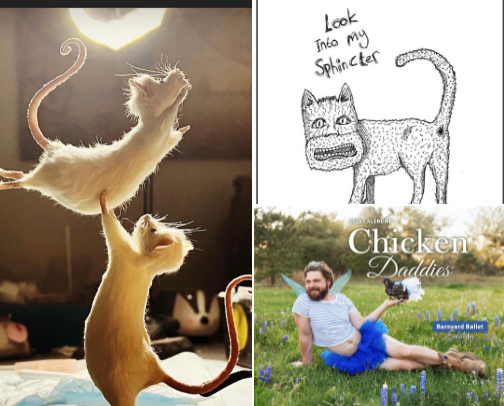 Weird things I want in my house cover photo collage