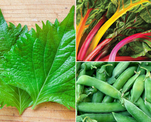 Favourite seed varieties cover photo collage