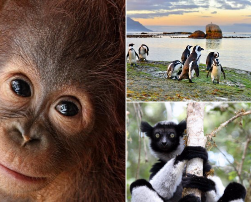 Top 25 Wildest Wildlife Experiences Around the World 🌍 cover photo collage