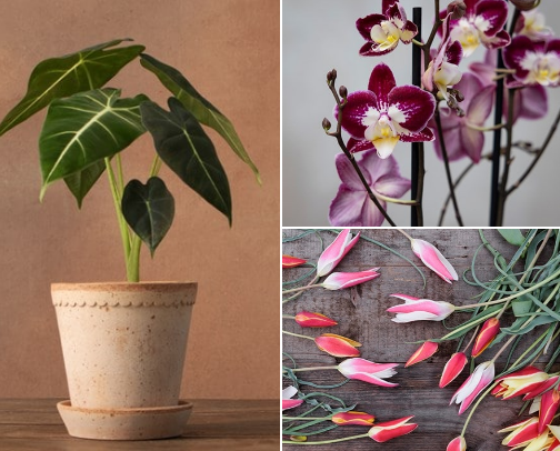 My Gardening Ideas cover photo collage