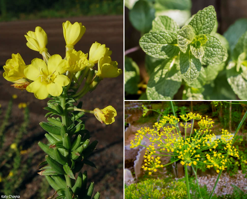 Herbs for Beginner Gardening cover photo collage