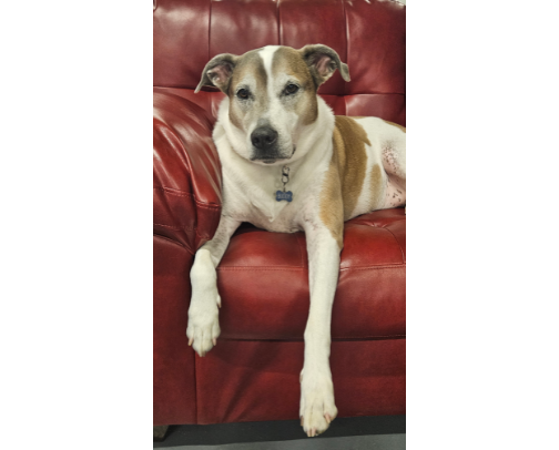 Earn "TOP DOG" Status cover photo collage