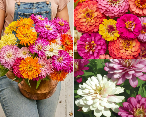 My Garden Girls: Zinnias, Sunflowers & More 🌻✨ cover photo collage