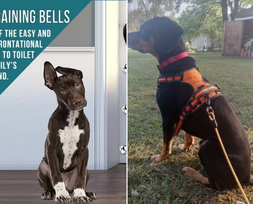 New Dog Survival Guide Must Haves For The First 30 Days cover photo collage