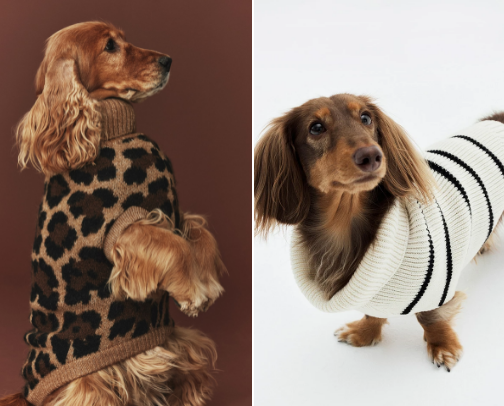 Just For The Dogs & Dacshunds 🐶 cover photo collage