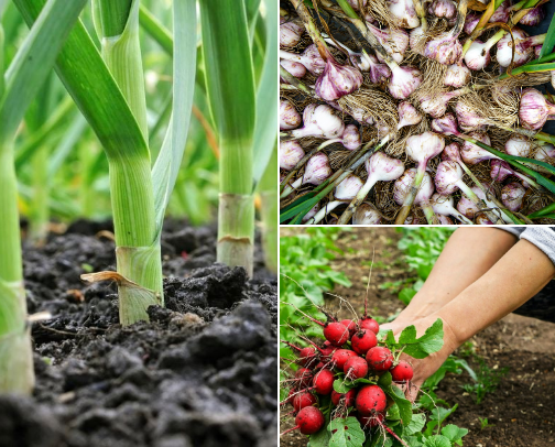 Vegetables to plant in September for a longer harvest 🧄🫛🥦🥬🫜 cover photo collage