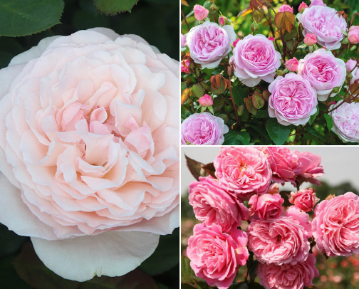 Best Garden Products cover photo collage