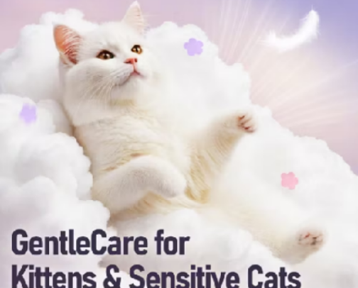 Cat Litter Sand/Box (Philippines) cover photo collage